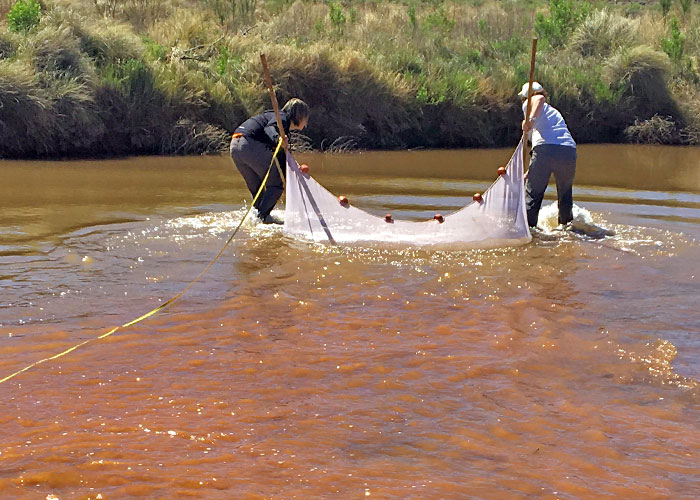 Share with Wildlife, New Mexico – Project Highlight: Tracking Elusive Fish
