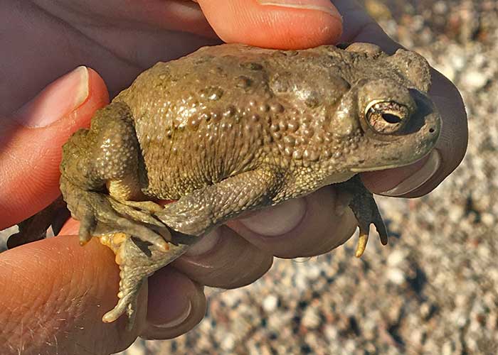 Project Highlight: Give the Toads a Brake (Share with Wildlife, New Mexico Department of Game and Fish)