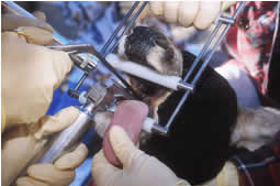 Close Up: Biopsy of deer tonsil - searching for signs of Chronic Wasting Disease 