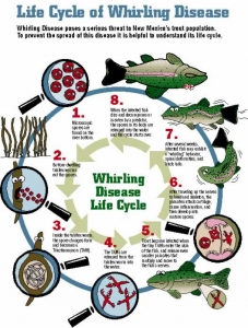 Whirling Disease Life Cycle from New Mexico Wildlife Curriculum lesson Aquatic Aliens.