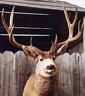 New Mexico's #2 typical mule deer, taken by Joseph A. Garcia in Rio Arriba County, 1965. (Photograph courtesy of the Boone and Crockett Club)
