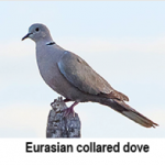 press-release-9_2_2014-Eurasian-Dove