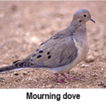 press-release-9_2_2014-Morning-Dove
