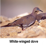 press-release-9_2_2014-White-Wing-Dove
