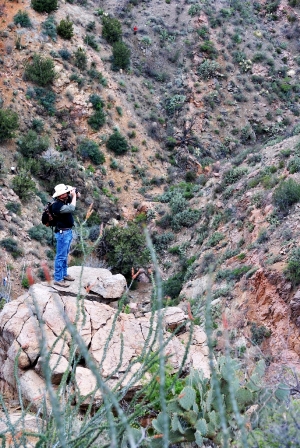 Biologist surveys for desert bighorn sheep - New Mexico Game & Fish mammal conservation