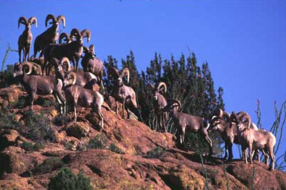 Group of desert bighorn rams - New Mexico Game & Fish conservation