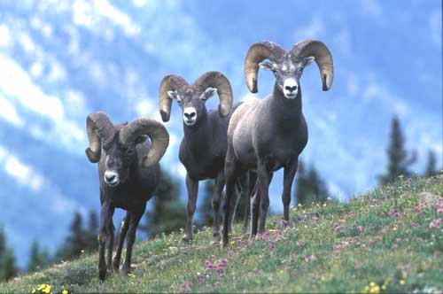 Rocky Mountain Bighorn Sheep alpine rams under conservation management of mammals by New Mexico Game & Fish