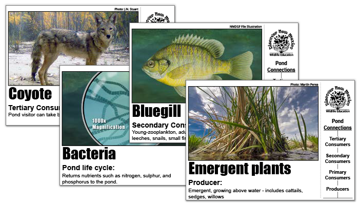 Wildlife Conservation Educational Materials - Download Printable Pond Life Cards - New Mexico Game and Fish