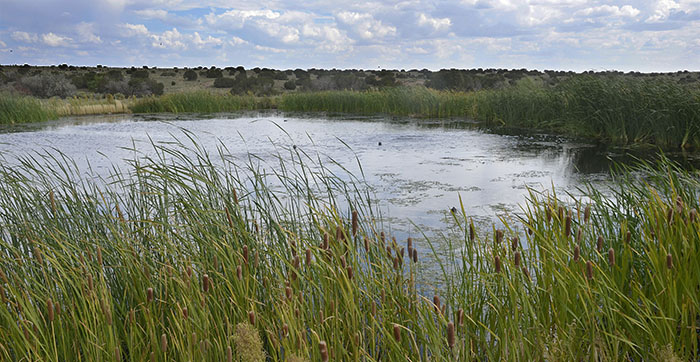 Pond Life Connections environment image - Discover New Mexico - Wildlife Conservation Curriculum