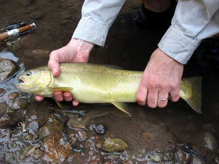 Hatchery Gila Trout - Caught in West Fork Gila River 2008 (Photo by R. C. Helbock) - New Mexico Game & Fish