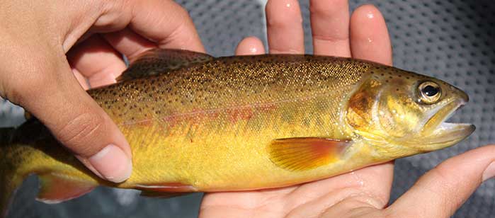 Gila trout (photo Graig Spinner) - New Mexico Game and Fish