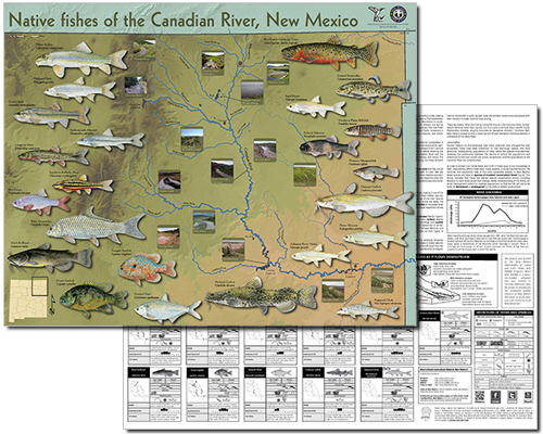 Native fishes of the Canadian River, New Mexico (click for NMDGF PDF poster).