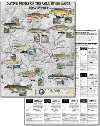 Native fishes of the Gila River Basin, New Mexico (click for NMDGF PDF poster).