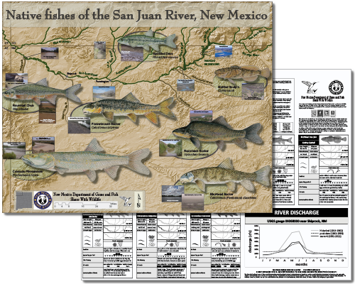Native fishes of the San Juan River, New Mexico (click for NMDGF PDF poster).
