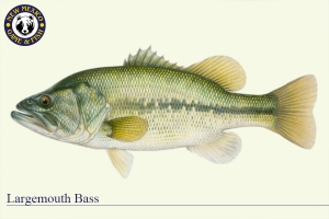 Largemouth Bass, Warm Water Fish Illustration - New Mexico Game & Fish