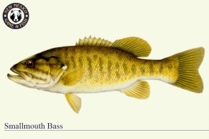 Smallmouth Bass, Warm Water Fish Illustration - New Mexico Game & Fish