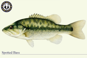 Spotted Bass, Warm Water Fish Illustration - New Mexico Game & Fish