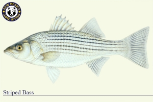 Striped Bass, Warm Water Fish Illustration - New Mexico Game & Fish