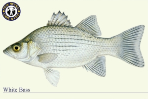 White Bass, Warm Water Fish Illustration - New Mexico Game & Fish