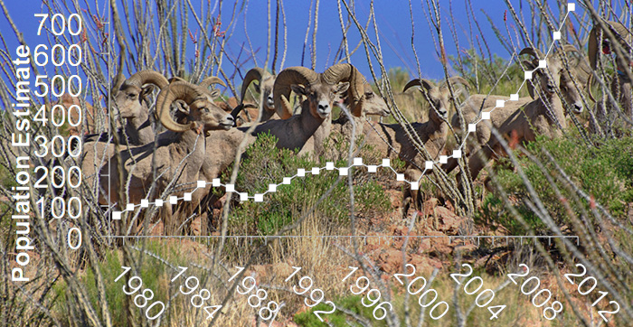 Desert Bighorn Sheep & Cougar Management Math - Discover New Mexico - Wildlife Conservation Curriculum