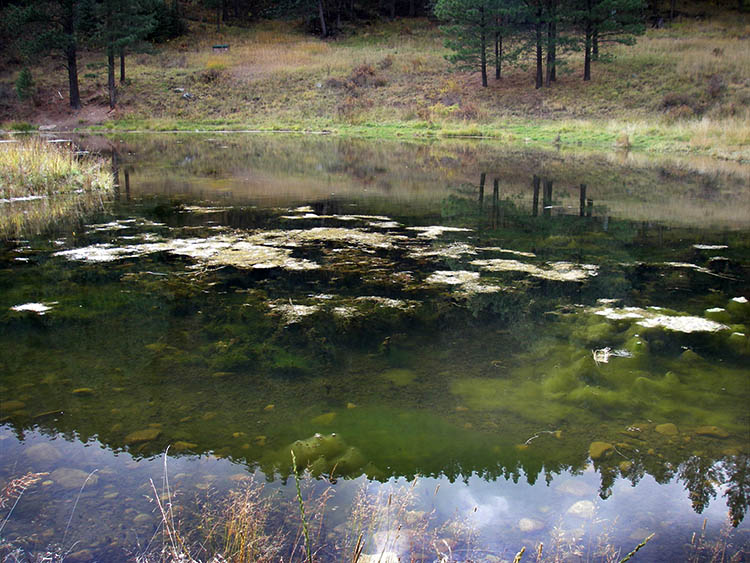 Aquatic vegetation infestation at Cowles Ponds.