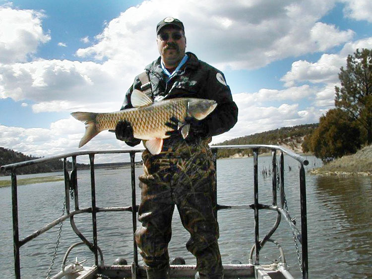 Fish Vendor Information for New Mexico - Department Game and Fish biologist holding a large grass carp from Quemado Lake 