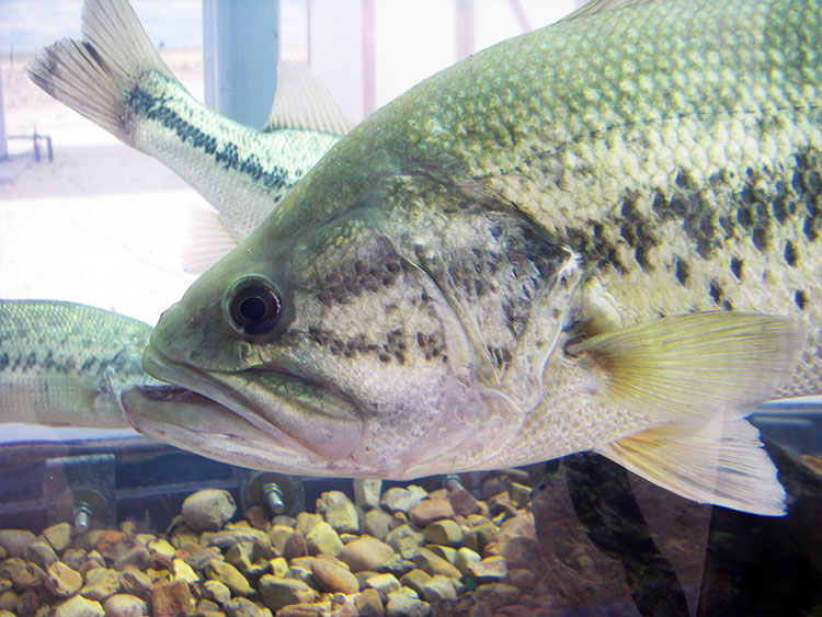Northern largemouth bass on display at NM Outdoor EXPO
