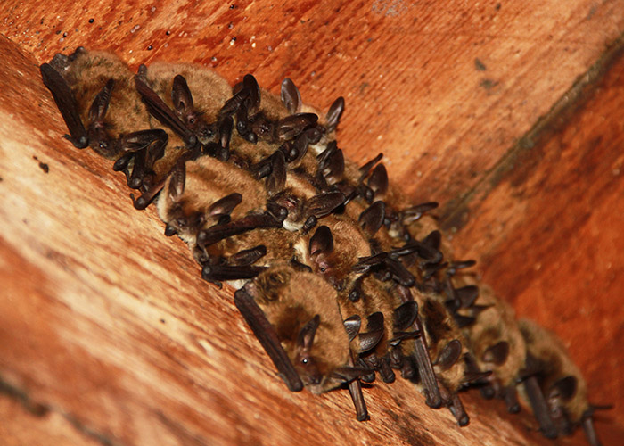 Fringed myotis day roosting in a barn. (Dr. Keith Geluso)