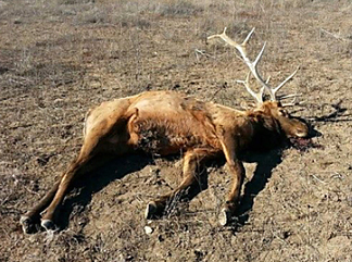 $3,000 in rewards offered in refuge elk poaching - New Mexico Department of Game and Fish, News Release Dec., 1 2015