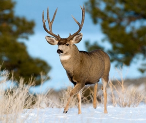 Public help sought to protect big bucks during breeding season - New Mexico Game and Fish, Enforcement News