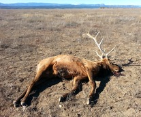 news-04_13_2016-las-vegas-wildlife-refuge-dead-elk
