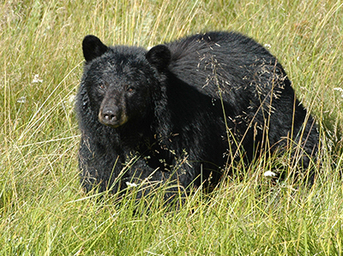 News Release April 21, 2016:  Be bear aware when outdoors this spring. (New Mexico Department of Game and Fish)