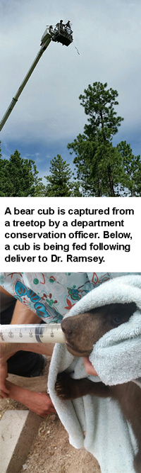 Above, a bear cub is captured from a treetop by NMDGF Conservation Officer. Below, a cub is being fed following deliver to Dr. Ramsey/