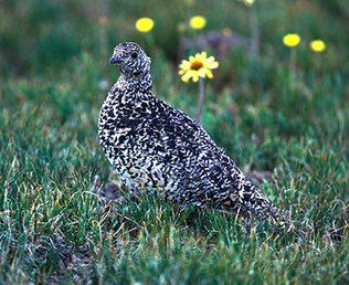 White-tailed ptarmigan recovery plan available for public review and comment, New Mexico Game and Fish news release, 12-07-2016.