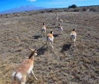 Pronghorns captured and relocated to Santa Ana Pueblo and southeastern New Mexico. New Mexico Department of Game and Fish, news release 2-3-2017