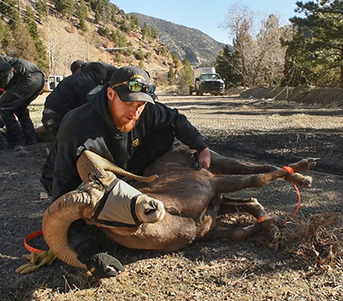 Bighorn sheep captured and relocated to Cochiti Canyon bighorn sheep captured, New Mexico Department of Game and Fish