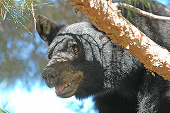 Be bear aware during hot July 4 holidays - New Mexico Department of Game and Fish