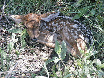 Public reminded to leave young wildlife alone - New Mexico Department of Game and Fish