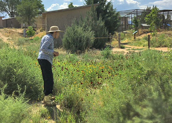 Share with Wildlife, New Mexico – Project Highlight: Pollinators and Other Wildlife