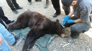 Officers catch wandering bear in Rio Rancho today, New Mexico Department of Game and Fish news April 26, 2018