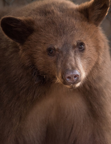epartment cautions campers to be aware of increased bear activity in the Jemez Mountains, 05-25-2018., New Mexico Department of Game and Fish