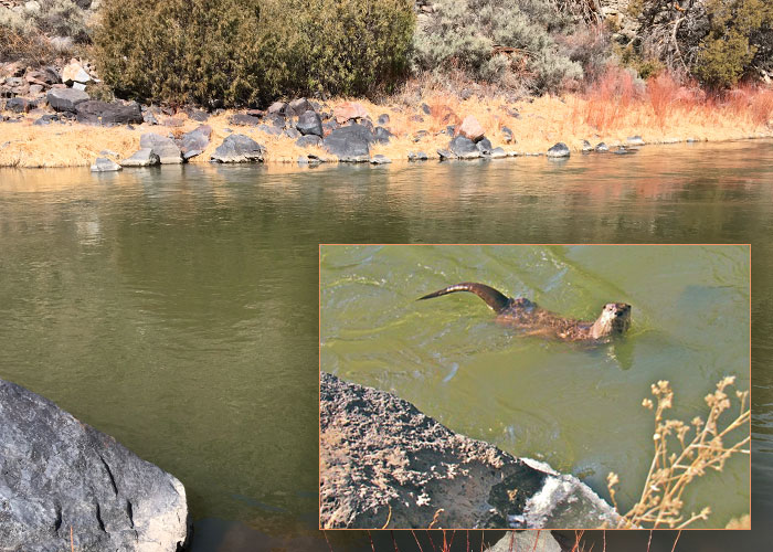 Share with Wildlife, New Mexico – Project Highlight: Evaluating Otter Reintroduction Success