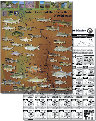 Native fishes of the Pecos River, New Mexico (click for New Mexico Department of Game and Fish PDF poster).