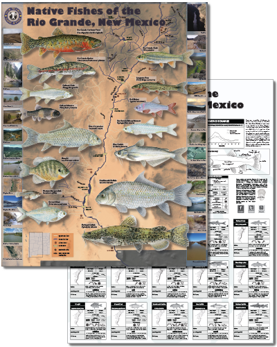 Native fishes of the Rio Grande, New Mexico (click for New Mexico Department of Game and Fish PDF poster).