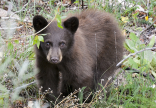Bear Cub - Department of Game and Fish reminds public to leave young wildlife alone, New Release 7-7-2018