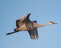 Apply now for special Sandhill crane and pheasant hunts, News Release 7-23-1018, New Mexico Department of Game and Fish