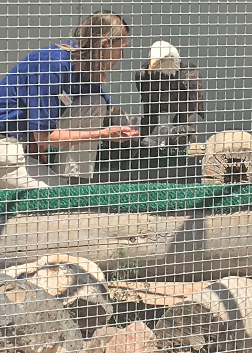 Share with Wildlife, New Mexico – Project Highlight: Wildlife Education and Rehabilitation