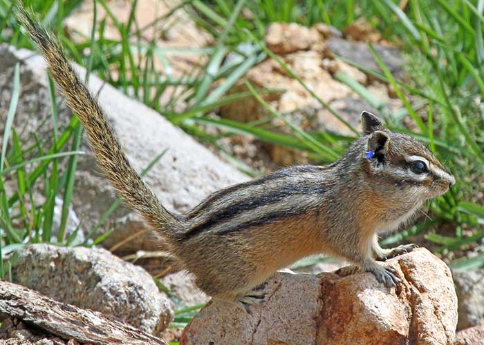 Share with Wildlife, New Mexico – Project Highlight: Picky Chipmunks