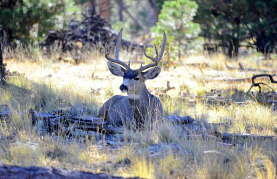 The Land of Enchantment offers ample opportunities for hunters to pursue deer. 