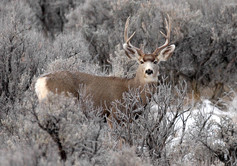 Leftover licenses go on sale June 26, New Mexico Department of Game and Fish, 6-6-2019